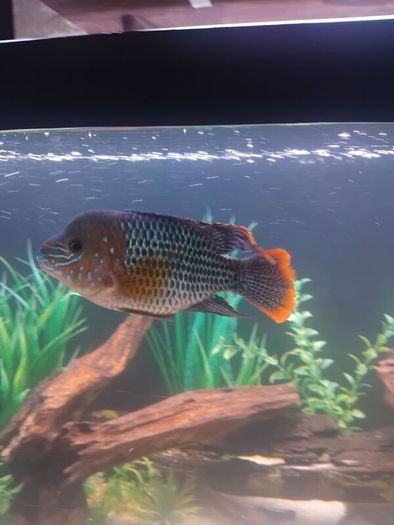 green terror blue dolfin cichlids to lovely fish