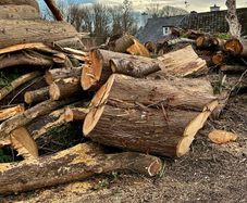 firewood logs cut last autumn to takeaway  FREE ready to burn