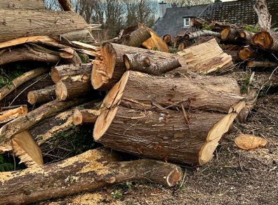 firewood logs cut last autumn to takeaway  FREE ready to burn