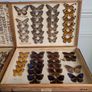 Antique Taxidermy Butterflies Image 3