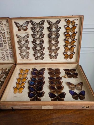 Antique Taxidermy Butterflies