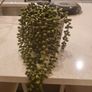 plant Image 2