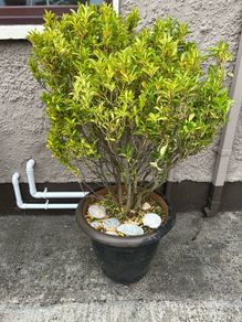 Brush in plant pot