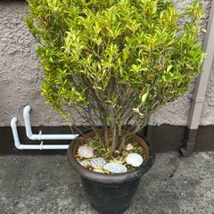 Brush in plant pot