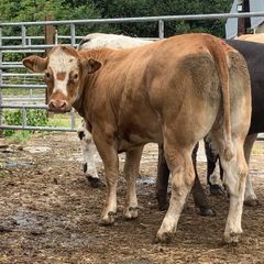 4 super bulling heifers