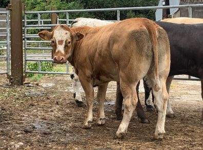 4 super bulling heifers