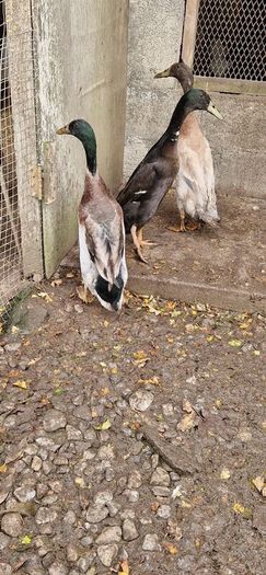 Ducks, Drakes, Ducklings