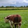 Pbr pedigree hereford bull Image 5