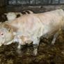 P b. Bulls Image 6