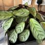 plant wishbone prayer plant Image 2