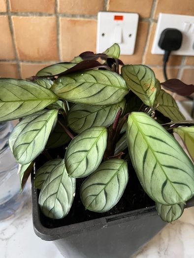 plant wishbone prayer plant