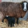Sheep Wool 1kg Image 2