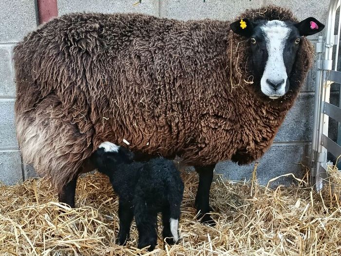 Sheep Wool For Gardening 1kg