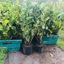 Cherry Laurel hedge plants Multi-stems (last of bare root) Image 4