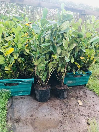 Cherry Laurel hedge plants Multi-stems (last of bare root)