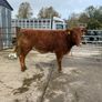 Cow makers castlerea mart Image 4