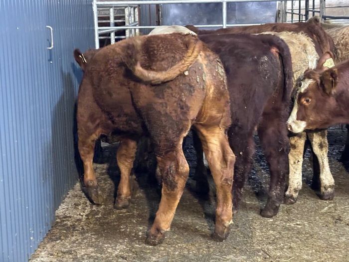 9 top quality suckler bred bull Weanlings for sale