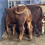 9 top quality suckler bred bull Weanlings for sale Image 4