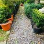 Box hedging 2ft Buxus Image 7