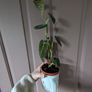 house plants 11++ Image 7
