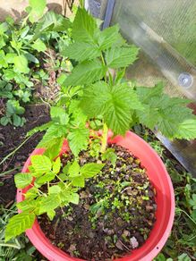 Raspberry plant