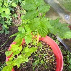 Raspberry plant