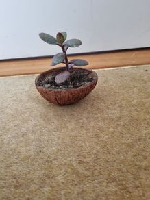 Jade plant in coconut shell