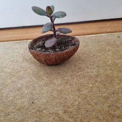 Jade plant in coconut shell