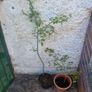 ornamental trees Image 2