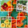 Variety of Nasturtium seeds from 1euro Image 5