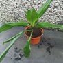 Indoor plants Image 2