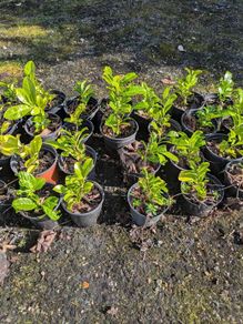 Laurel hedging