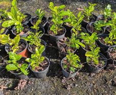 Laurel hedging