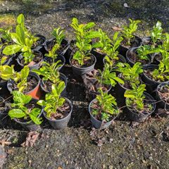 Laurel hedging