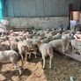 easycare ewe lambs easy care Image 3