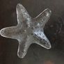 Glass Starfish Image 5