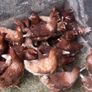 lovely hens Image 8