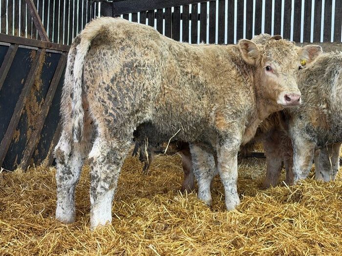 Charolais Bull Calves
