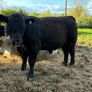 PBR Angus Bulls Image 4