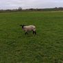 Suffolk Image 4