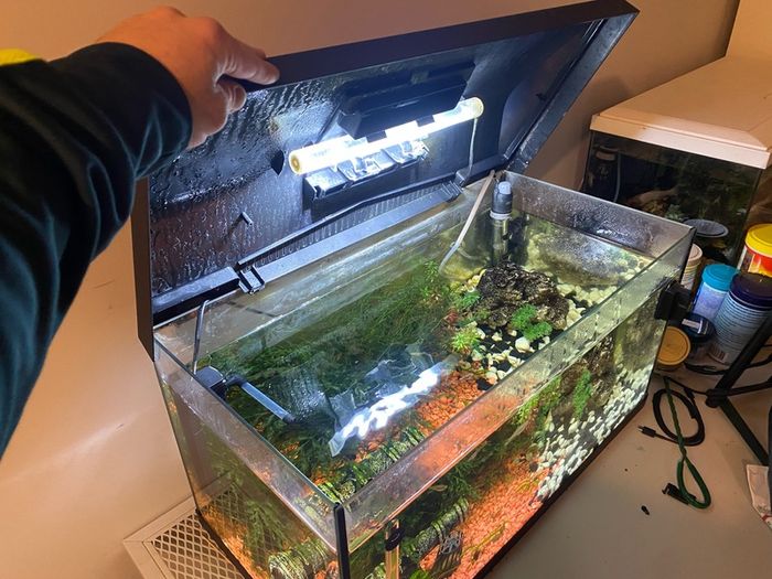 60L fish tank