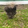 Olive Egger Rooster & Black Pekins Image 7