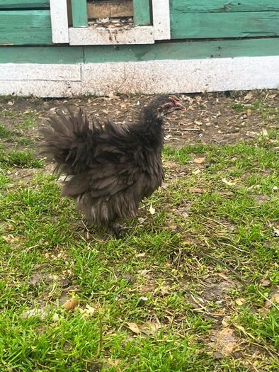 Olive Egger Rooster & Black Pekins