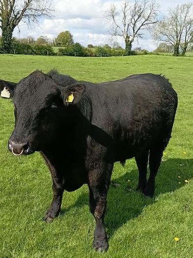 Angus bull