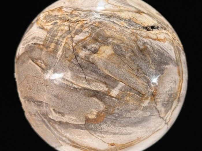 Polished Petrified Wood Geode Sphere (Diameter 10.2cm) - Wood, Woden Stand