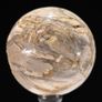 Polished Petrified Wood Geode Sphere (Diameter 10.2cm) - Wood, Woden Stand Image 6