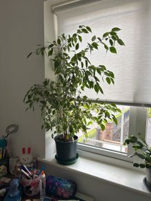 large ficus benjamin