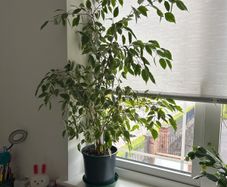 large ficus benjamin