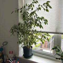 large ficus benjamin