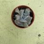 echeveria cubic frost Image 3